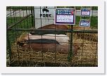 IMG_2168 * 800 x 533 * (713KB)