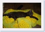 DSC03511 * 2592 x 1729 * (1.88MB)
